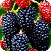 Ежевика "Дарроу" 
