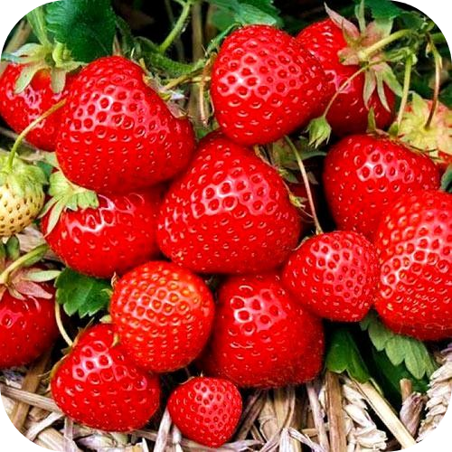 Клубника "Элеганс" 